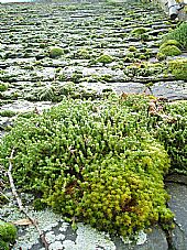 moss and stonecrop on East Church roof slates